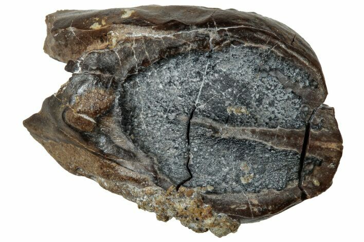 Unworn Dinosaur (Triceratops) Tooth - Wyoming #323967